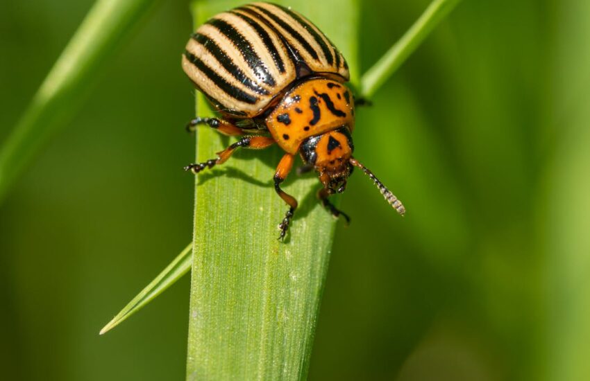 bright beetle on green plant in countryside