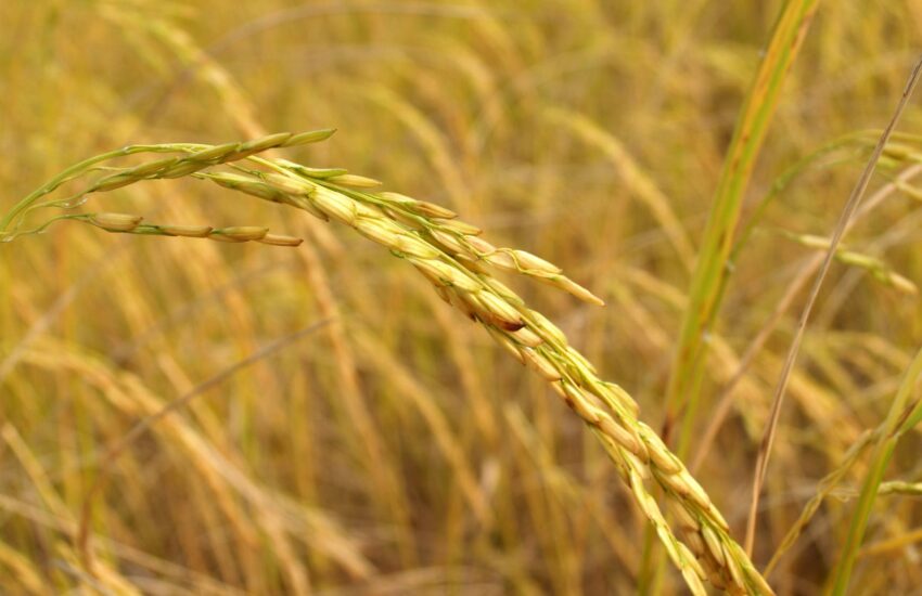 wheat field