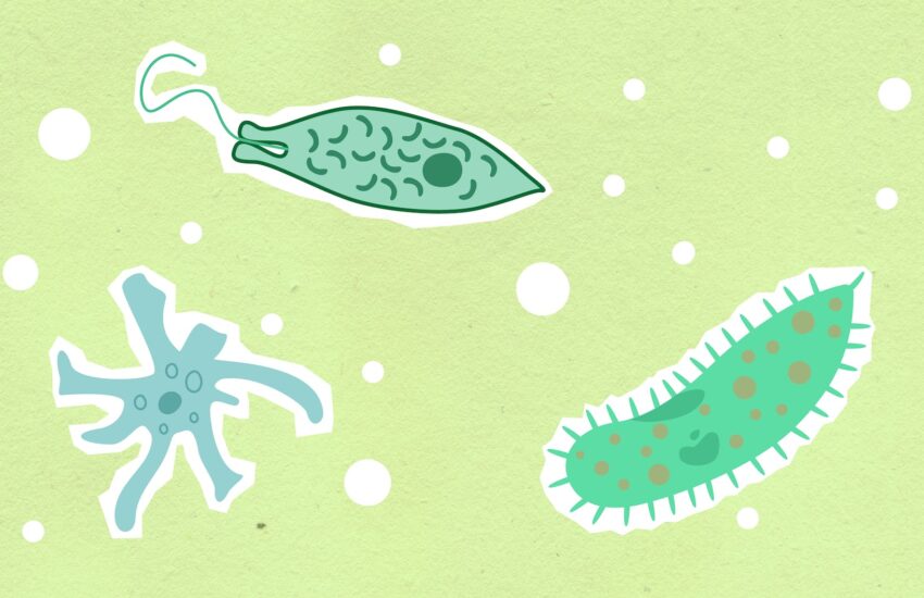 cutout paper illustrations of assorted bacteria on green background