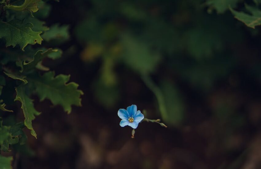 single little blue flax flower